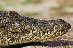 Nile: 80179475 Nile Crocodile - basking at the bank of