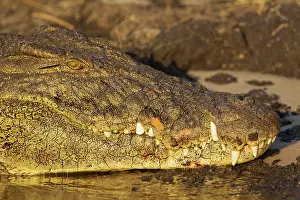Nile: 80179476 Nile Crocodile - basking at the bank of