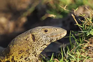 Nile: 80179478 Nile Monitor - at the bank of the Chobe