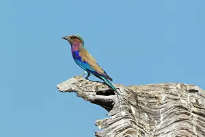 Caudata: 80179480 Lilac-breasted Roller Chobe National Park