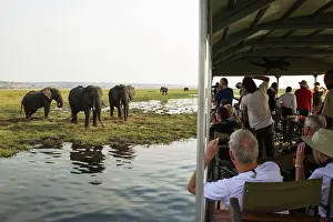 Taking: 80179485 Tourists on a boat cruise on the Chobe