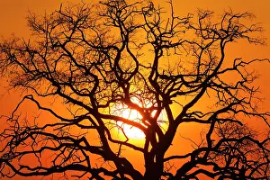 Eventide: 80179486 Sunset in the Chobe National Park, Botswana