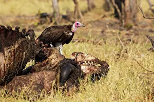 Savuti: 80179498 Hooded Vulture - at the carcass of a Cape