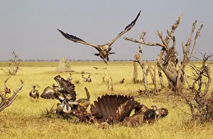 Savuti: 80179499 White-backed Vulture - the almost not