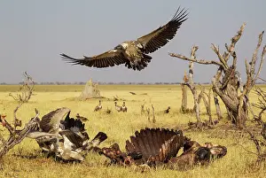 Savuti: 80179500 White-backed Vulture - at the carcass of