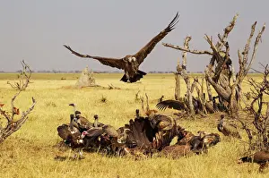 Savuti: 80179501 White-backed Vulture - the Black-backed