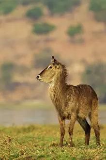 Waterbuck: 80179507 Common Waterbuck - cow on an island in