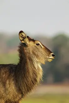 Waterbuck: 80179510 Common Waterbuck - cow Chobe National Park