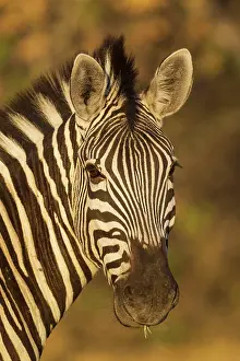 Headshot: 80179512 Burchell's Zebra - close-up in the last