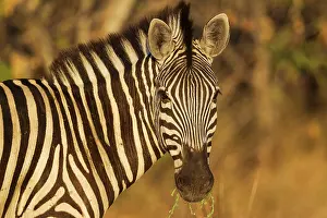 Okavango: 80179513 Burchell's Zebra - close-up in the last