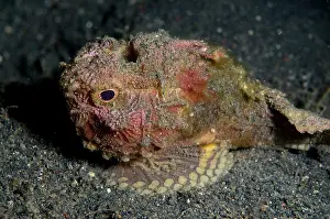 Pectoral: 80179543 Pacific Monkeyfish - on sand TK1 dive site