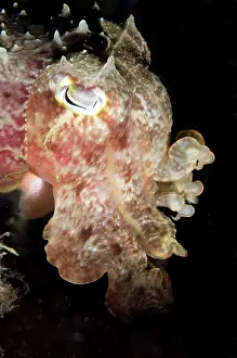 Sucker: 80179556 Broadclub Cuttlefish - profile during night