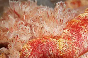 Feathery: 80179558 Spanish Dancer Nudibranch - gills during