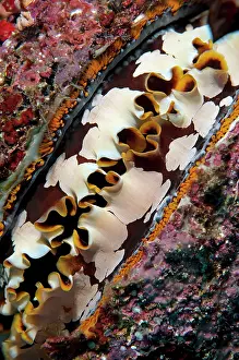 Manado: 80179565 Variable Thorny Oyster Lekuan dive site