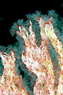 Manado: 80179566 Delicate Tube Worm Lekuan dive site, Manado