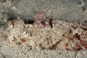 Buried: 80179567 Spiny Devilfish - buried in sand during
