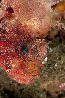 Dendrochirus: 80179572 Shortfin Lionfish Laha dive site, Ambon
