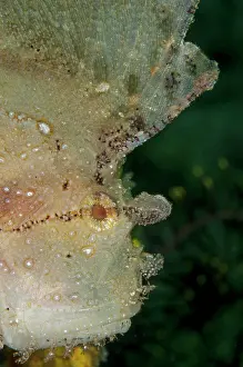 Spine: 80179579 Leaf Scorpionfish Rhino City dive site