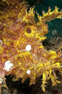 Spine: 80179592 Weedy Scorpionfish Rhino City dive site