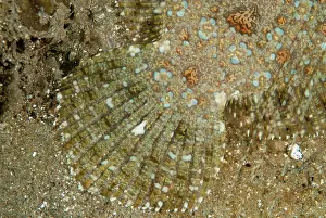 Ambon: 80179593 Panther Flounder - tail detail Laha dive