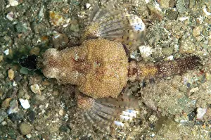 Ambon: 80179594 Seamoth Laha dive site, Ambon, Indonesia