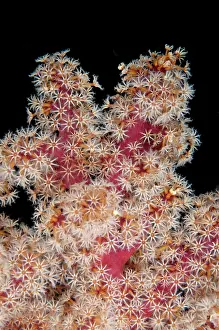 Ambon: 80179597 Divaricate Tree Coral Maluku Divers House