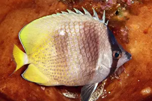 Butterflyfish: 80179598 Blacklip Butterflyfish - sleeping by orange