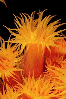 Ambon: 80179599 Tubastrea Coral - polyps on night dive