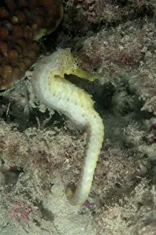 Java: 80179608 Tiger-tail Seahorse near Pulau Putri (Princess