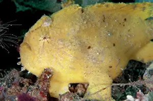 Appendage: 80179613 Hispid Frogfish Pantai Parigi dive site