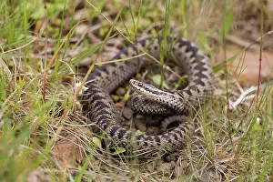 Vipera: 80179637 Adder - female - UK Vipera berus David