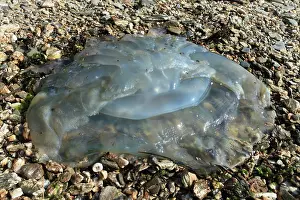 John Holmes: 80179714 Barrel Jellyfish Cornwall, UK John Holmes