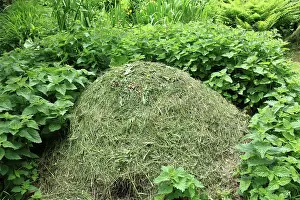 Compost: 80179715 Compost Heap - wildlife-friendly compost