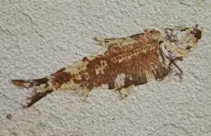 John Holmes: 80179716 Fossil Fish - Mesozoic John Holmes All