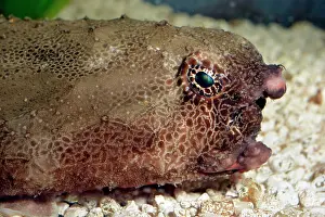 Dwelling: 80180118 Polka-dot Batfish - bottom-dwelling fish
