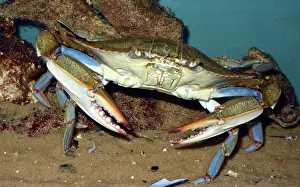 Major: 80180119 Blue Crab - the basis of a major fishing