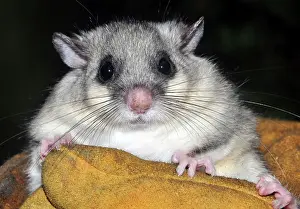 Ready: 80180123 Edible / Fat Dormouse fattened up ready