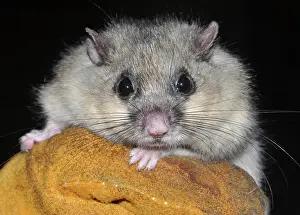 Ready: 80180124 Edible / Fat Dormouse fattened up ready