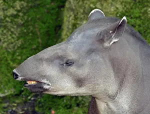 Tapir: 80180125 South American / Brazilian Tapir - crying