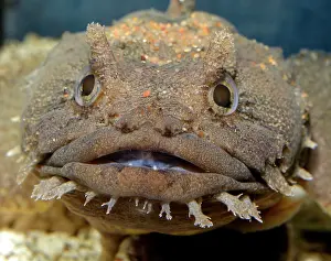 Lives: 80180126 Gulf Toadfish - lives in shallow water