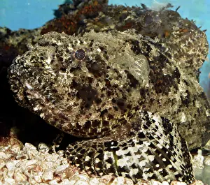 Scorpion: 80180127 Spotted Scorpion Fish - two - from the