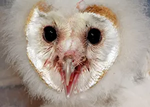 Tyto: 80180130 Barn Owl chick / nestling Tyto alba Pat