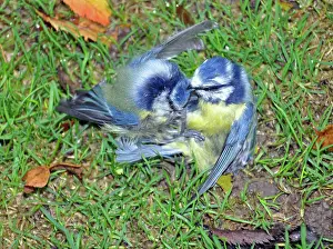 Combat: 80180131 Blue Tits locked in combat on the ground