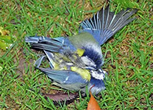 Combat: 80180132 Blue Tits locked in combat on the ground