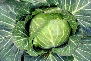 Brassica: 80180133 Cabbages - variety Samarash Brassica oleracea