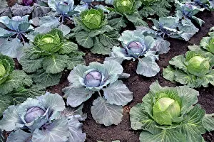 Serpentine: 80180134 Cabbages - variety Serpentine and Red Jewel