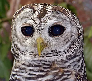Pat Morris: 80180135 Chaco Owl South America Strix chacoensis