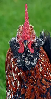 Bantam: 80180136 Poultry - Belgian Bantam Chicken Gallus
