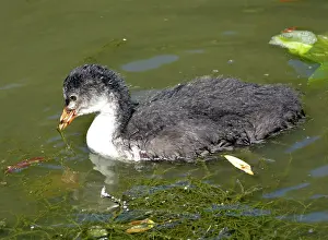Atra: 80180138 Coot - newly-independent chick Fulica atra