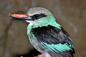 Breasted: 80180141 Blue-breasted Kingfisher West Africa Halcyon